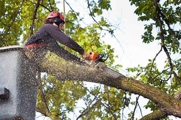 Professional Tree Services in Buda, TX